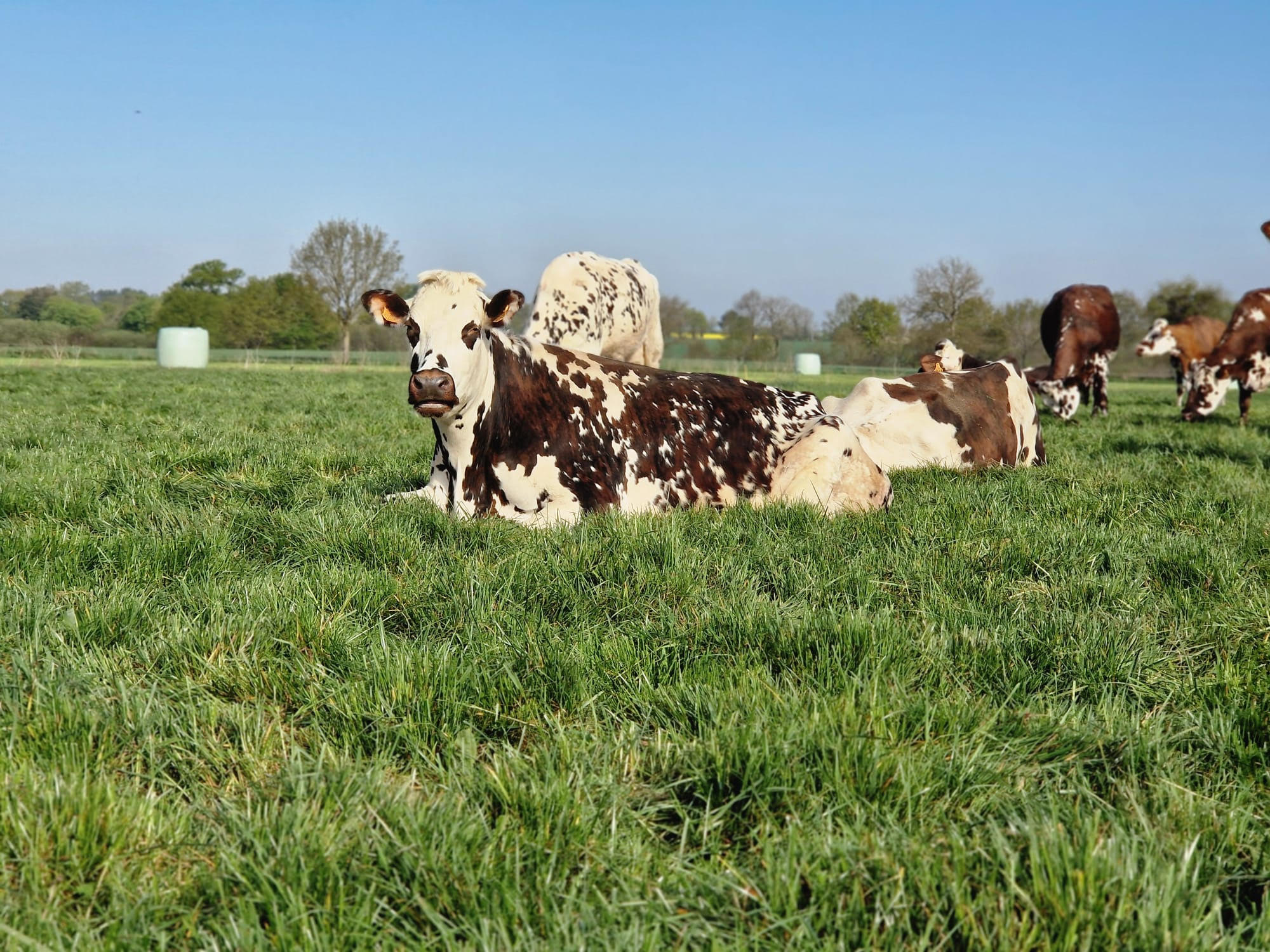 boeuf normand